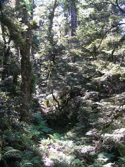 NZ leden-unor 2006 267.jpg